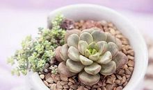 形容三八节开心的句子