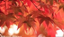 枫叶像什么
