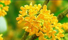 写景作文：桂花