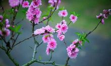 桃花古诗